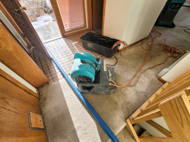 Best Professional water damage repair  in Shingle Springs, CA
