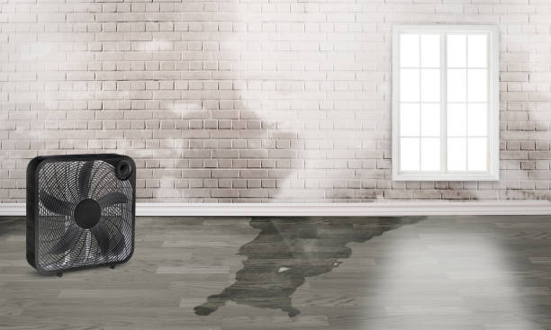 Best Flood damage cleanup  in Shingle Springs, CA